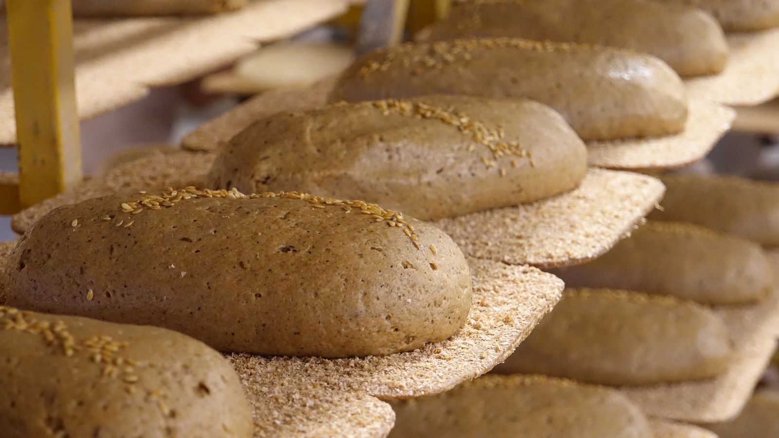 Long loaves resting on proving trays